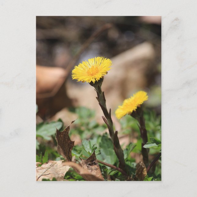 Coltsfoot Vykort (Framsida)