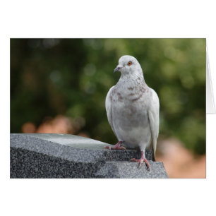 Columba livia domestica hälsningskort