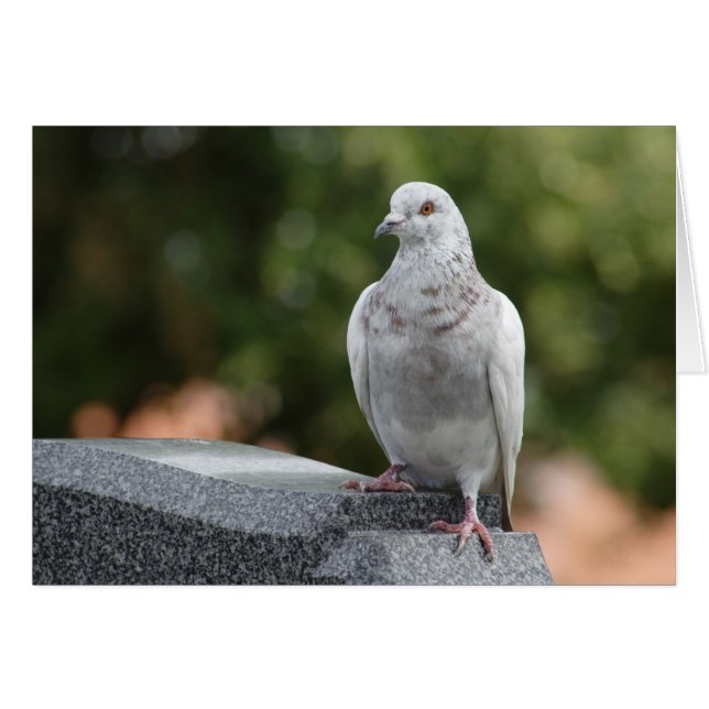 Columba livia domestica hälsningskort (Framsidan Horizontal)