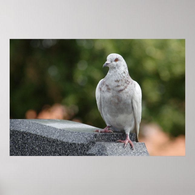 Columba livia domestica poster (Framsidan)