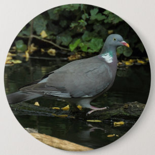 Columba palumbus knapp