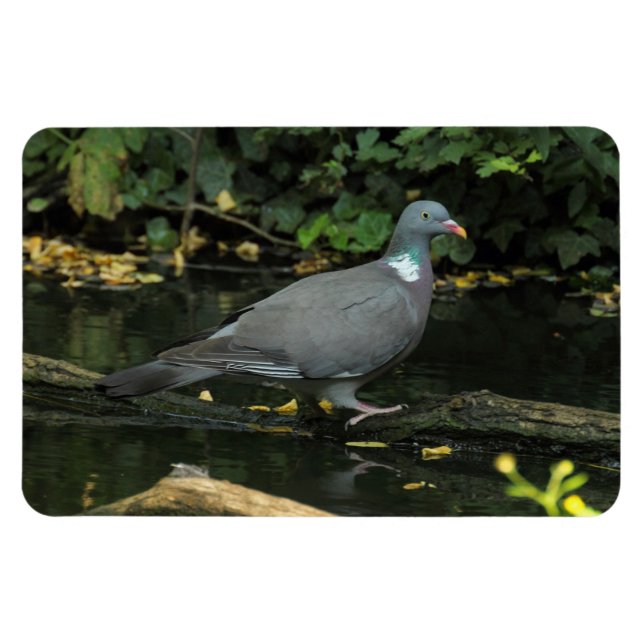 Columba palumbus magnet (Horisontell)