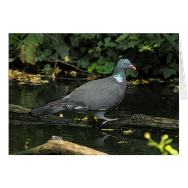 Columba palumbus OBS kort (Framsidan Horizontal)