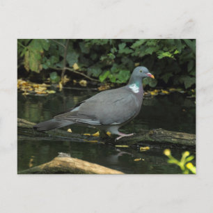 Columba palumbus vykort