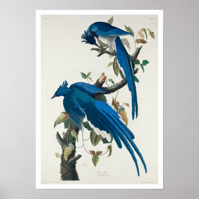 Columbia Jay by Audubon Poster (Framsidan)