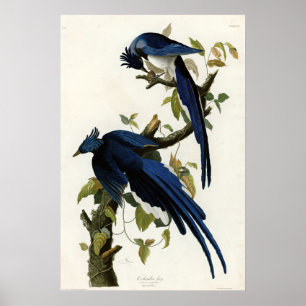Columbia Jay fåglar av Amerika av James Audubon Poster