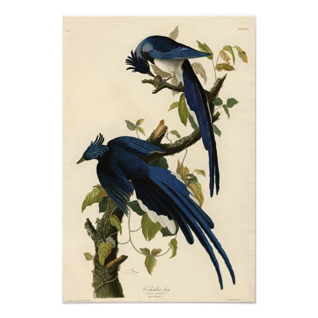 Columbia Jay från Audubon's Birds of America Fototryck (Framsidan)