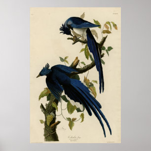 Columbia Jay från Audubon's Birds of America Poster