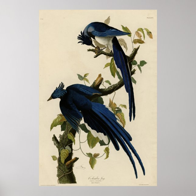 Columbia Jay från Audubon's Birds of America Poster (Framsidan)