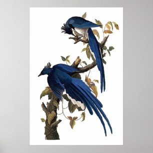 Columbia Jay John James Audubon Poster