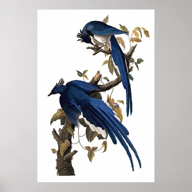 Columbia Jay | John James Audubon Poster (Framsidan)