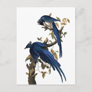 Columbia Jay John James Audubon Vykort