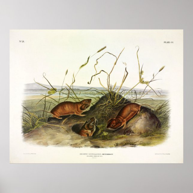 Columbia Pouched-Råtta, Northern Pocket Gopher Poster (Framsidan)