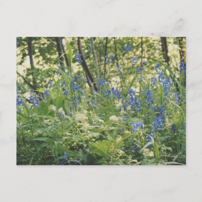 Columbia River klyfta Vykort (Framsida)