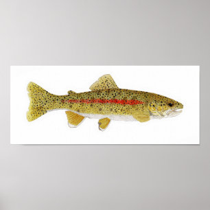 Columbia River Redband forell Poster