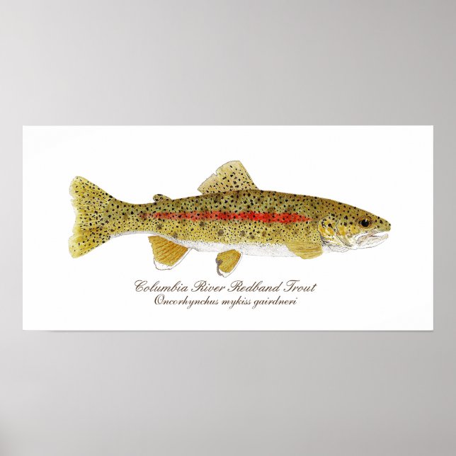 Columbia River Redband Trout Art Poster (Framsidan)