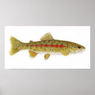 Columbia River Redband Trout Art Skriv ut Poster