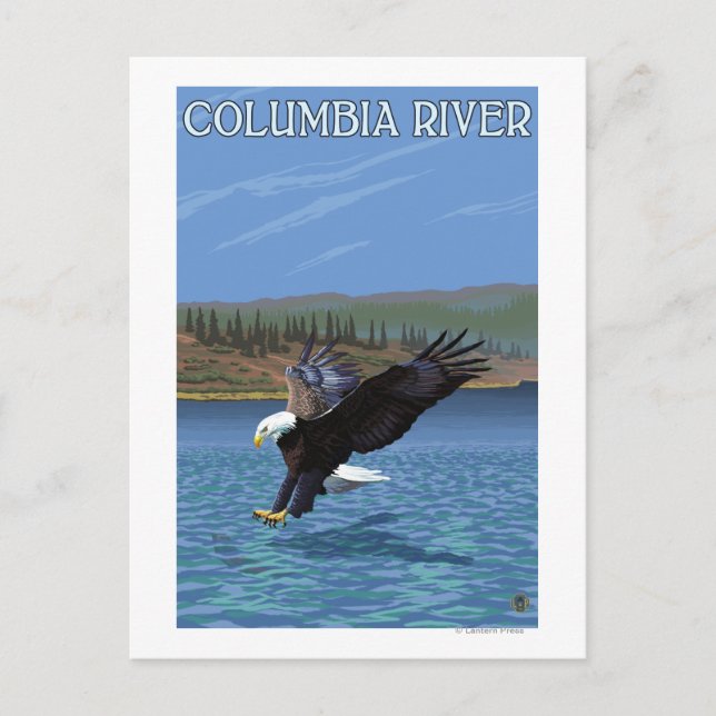 Columbia River, WashingtonEagle Diving Vykort (Framsida)
