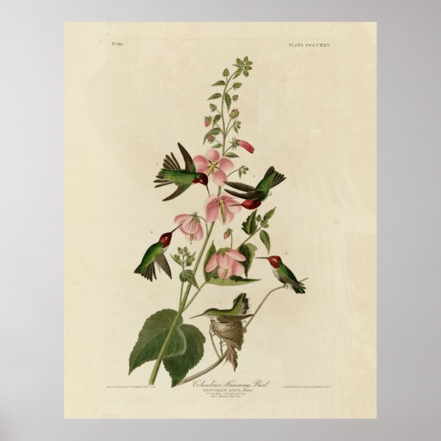Columbian (Anna) Humming Bird - Audubon's Birds Poster (Framsidan)