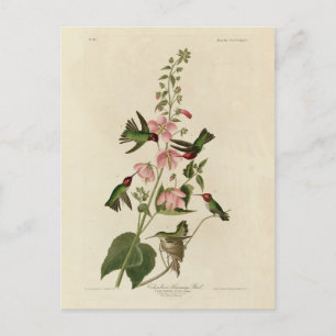 Columbian (Anna) Humming Bird - Audubon's Birds Vykort