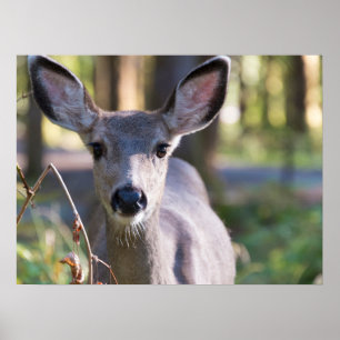 Columbian Black-tailed Doe Washington State Poster