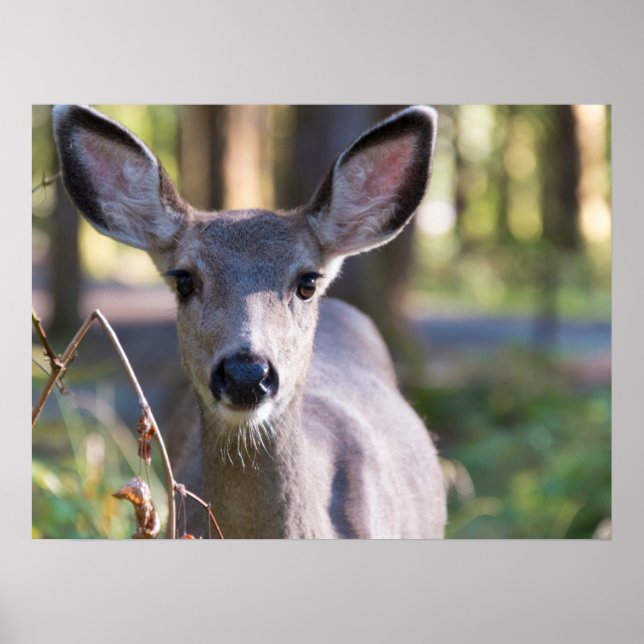 Columbian Black-tailed Doe | Washington State Poster (Framsidan)