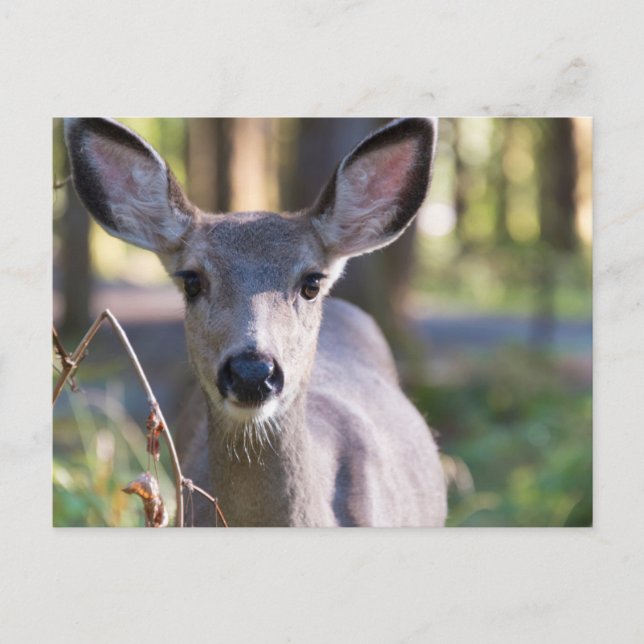 Columbian Black-tailed Doe | Washington State Vykort (Framsida)