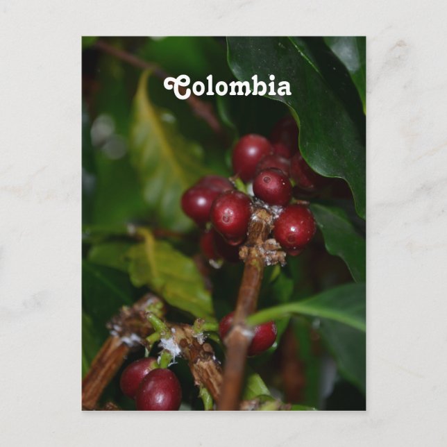Columbian Coffee Beans Vykort (Framsida)