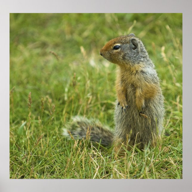 Columbian Ground Squirrel Poster (Framsidan)