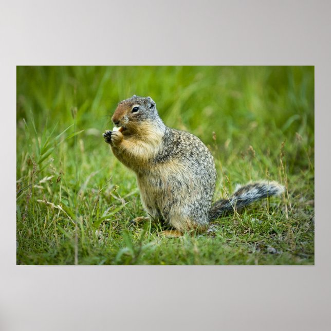 Columbian Ground Squirrel Poster (Framsidan)
