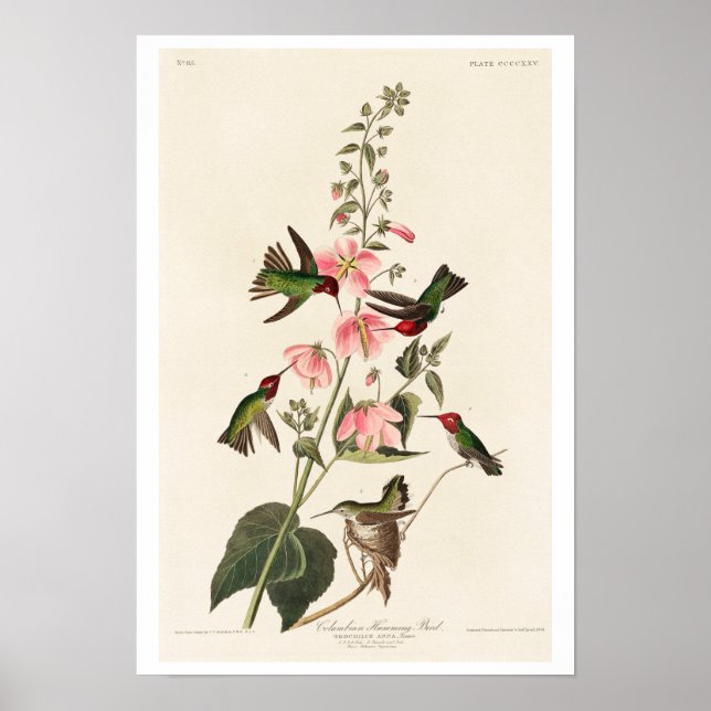Columbian Humming Bird by Audubon Poster (Framsidan)
