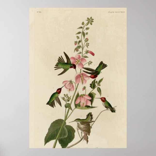 Columbian Hummingbird Poster (Framsidan)