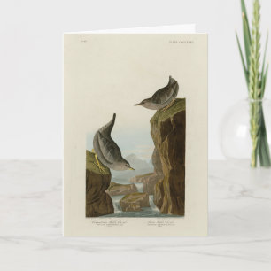 Columbian Vatten Ouzel, Audubon's Birds of America Kort