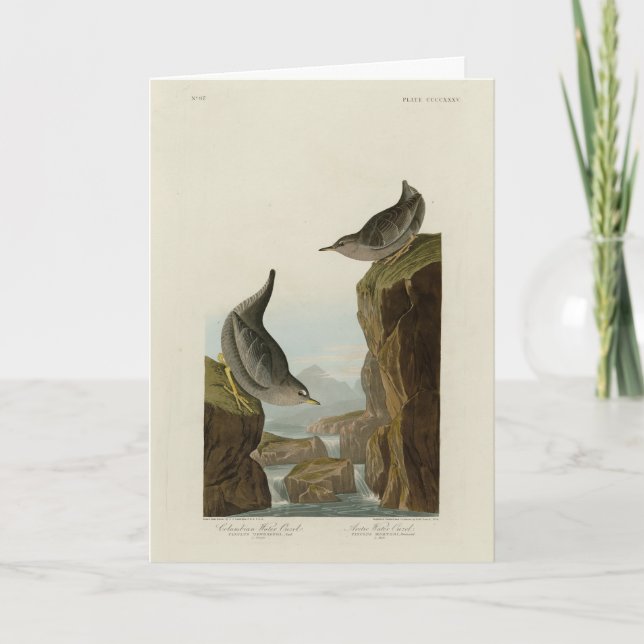 Columbian Vatten Ouzel, Audubon's Birds of America Kort (Framsida)