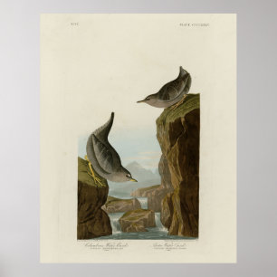 Columbian Vatten Ouzel, Audubon's Birds of America Poster