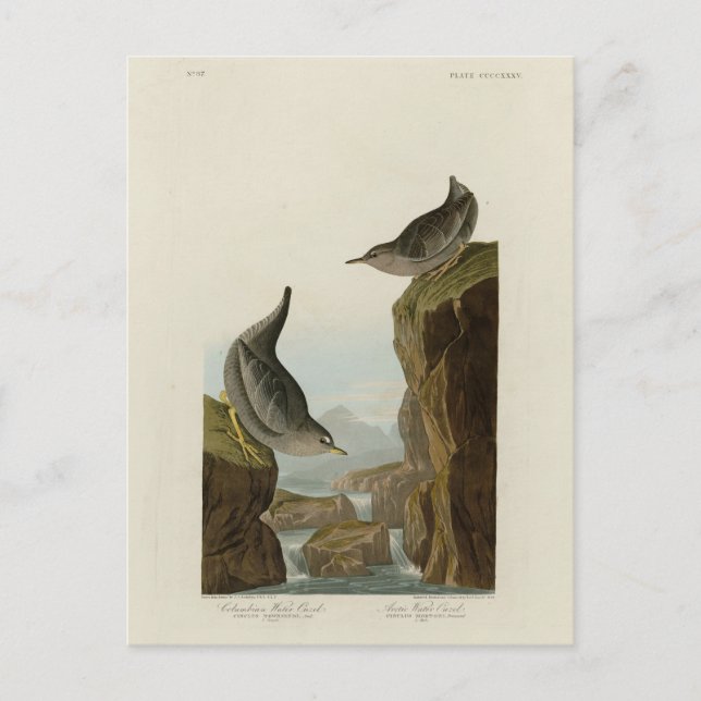 Columbian Vatten Ouzel, Audubon's Birds of America Vykort (Framsida)