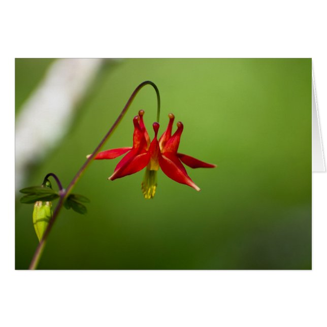 Columbine 01 OBS kort (Framsidan Horizontal)