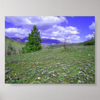 Columbine Backe Poster