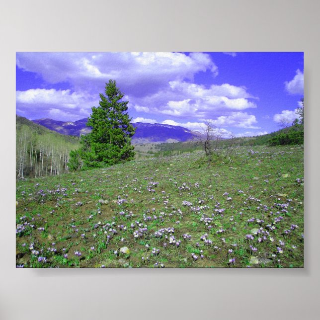 Columbine Backe Poster (Framsidan)