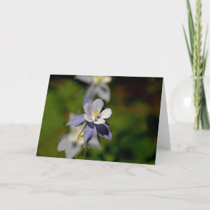 Columbine blomma 7 kort