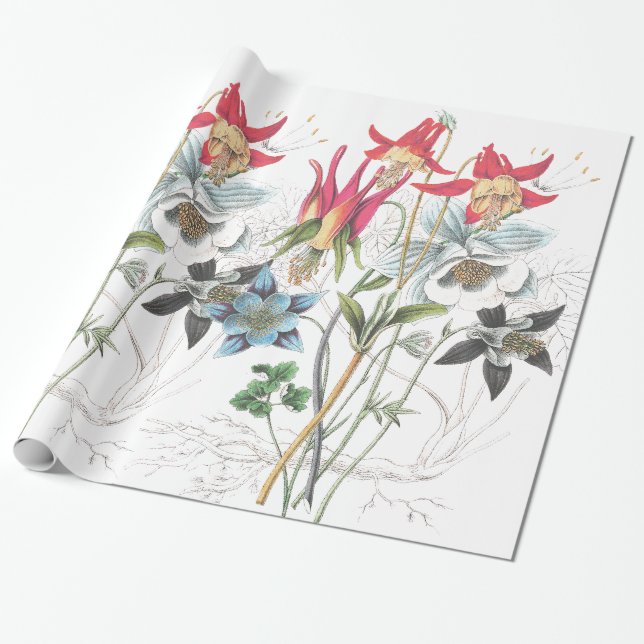 Columbine blommor som slår in papper presentpapper (Utrullad)