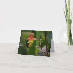 Columbine Fina Konstfotografiska Vikta Brevkort Tack Kort