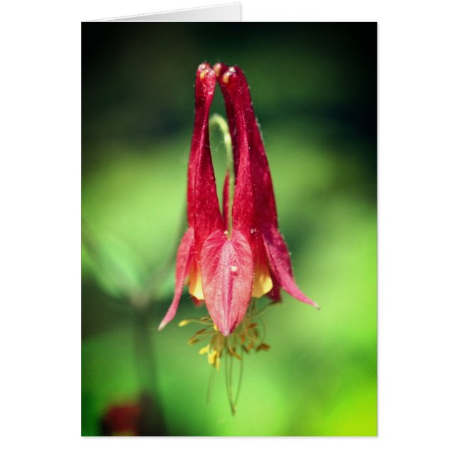 Columbine Flower Photography Note Card OBS Kort (Framsidan)