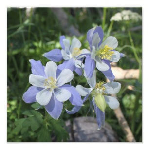 Columbine fotoförstoring fototryck