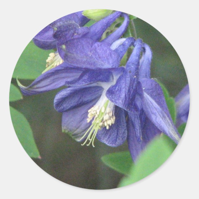 Columbine klistermärke (Framsida)