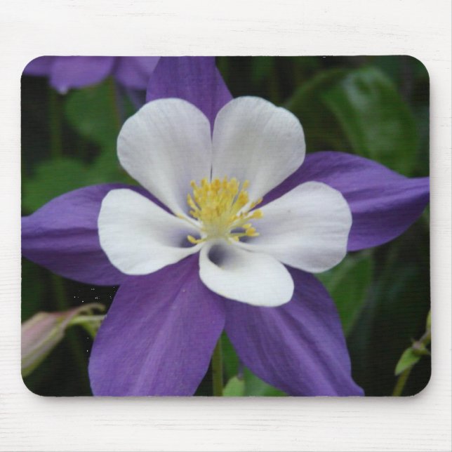 Columbine Lila och White Flower Mousepad Musmatta (Framsidan)