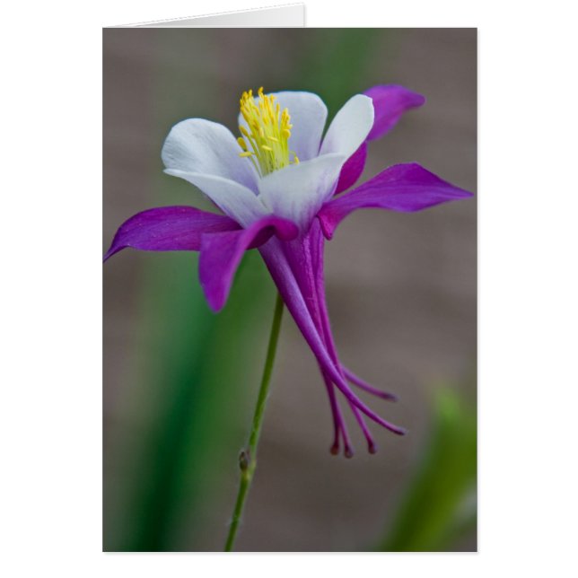 Columbine OBS Kort (Framsidan)