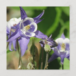 Columbine planterar inbjudan