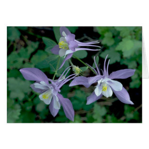 Columbine, Rocky Mountain National Park Hälsningskort