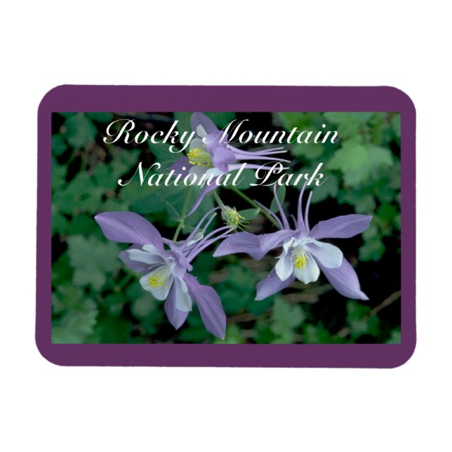 Columbine Rocky Mountain National Park Magnet (Horisontell)